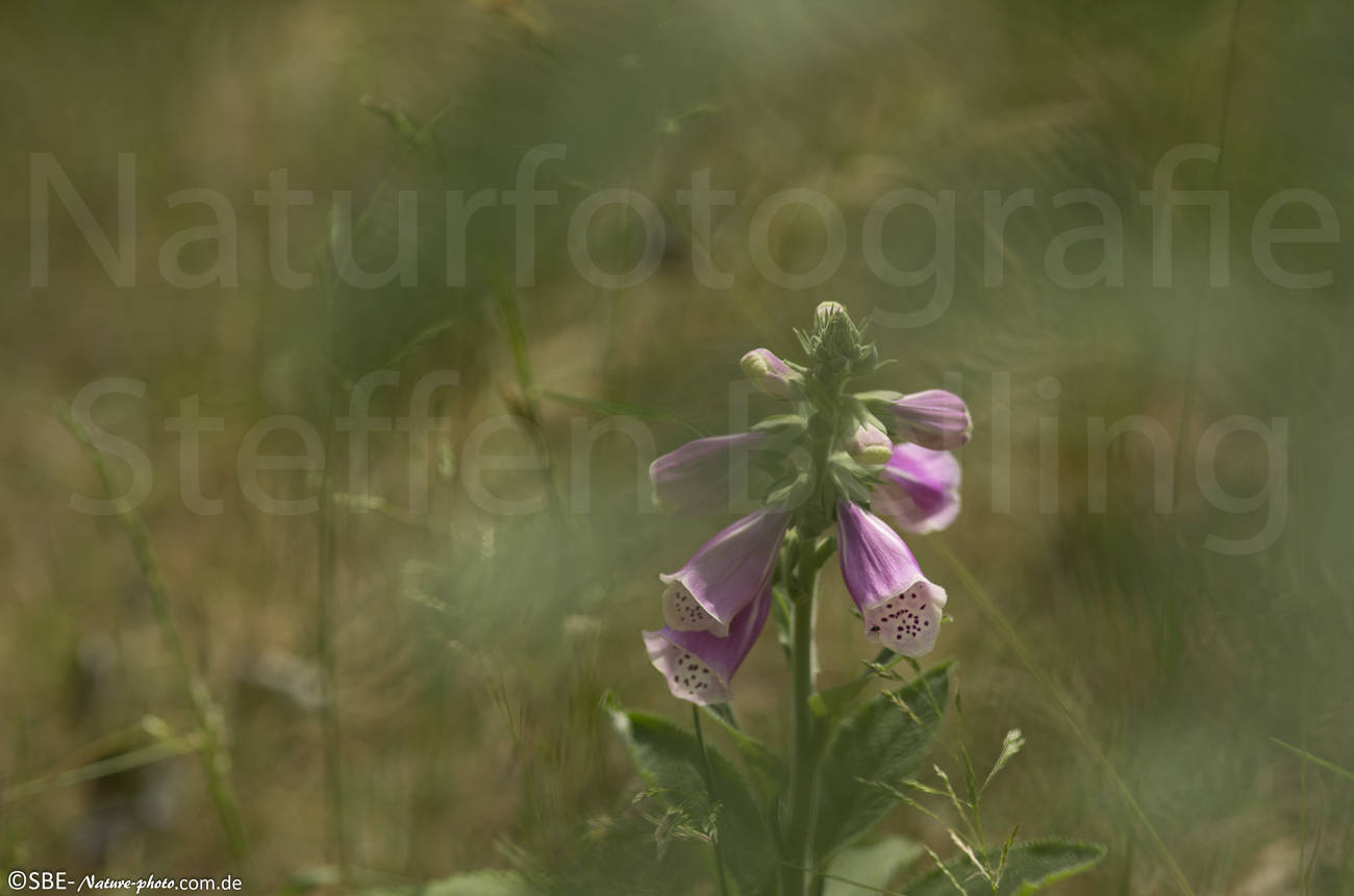 _IGP6935